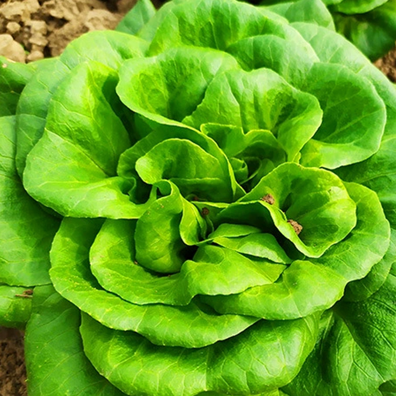 生菜种子绣球生菜种子结球包心生菜卷心菜菜种子四季盆栽大田蔬菜 - 图0