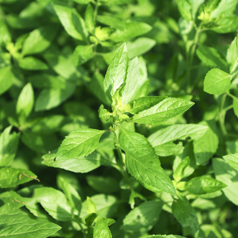 荆芥菜种籽河南大叶荆棘种子菜籽夏季四季盆栽荆菜荆芥蔬菜苗孑籽 - 图1