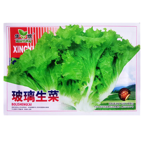 甜脆玻璃生菜种子春秋四季播青菜阳台盆栽庭院农家高产蔬菜种籽孑 - 图3