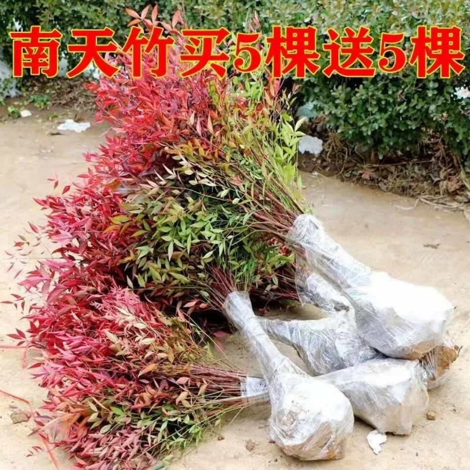 四季南天竹 新人首单立减十元 22年6月 淘宝海外