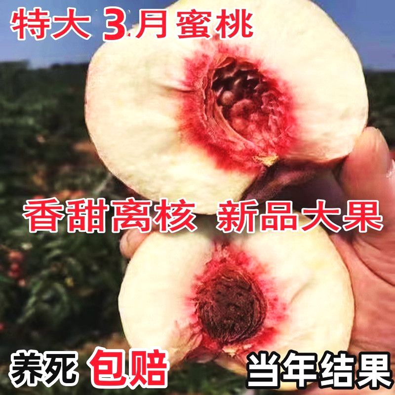 嫁接桃树苗新品种特大早熟水蜜桃盆栽地栽南北方种植当年结果耐寒 - 图3