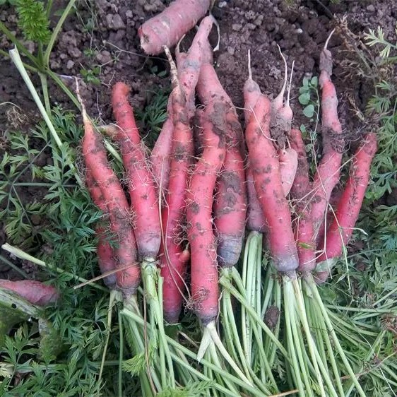 四川农家红萝卜新鲜红心甜萝卜自种生吃沙地水果红胡萝卜辅食蔬菜,淘宝优惠券,粉丝福利购,淘宝优惠卷