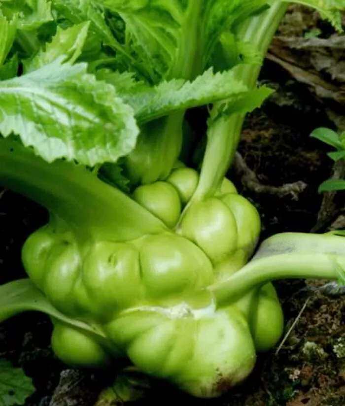 麻辣菱角菜儿菜榨菜四川宜宾青菜头涪陵娃娃菜泡菜下饭菜包邮即食