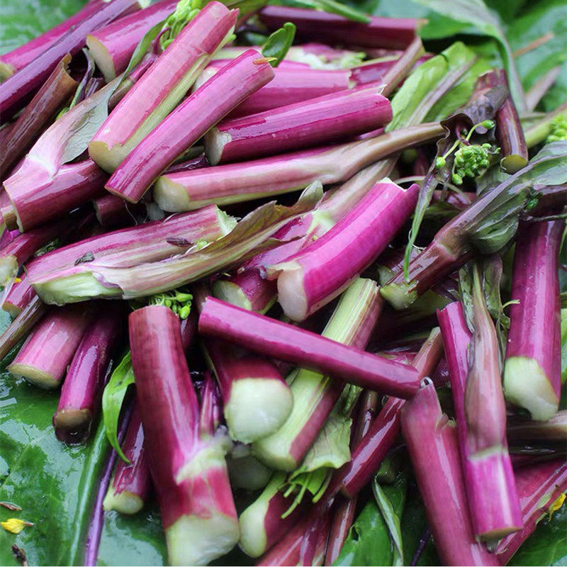【顺丰包邮】5斤新鲜红菜苔打霜红油菜苔湖北洪山苔紫红菜薹菜芯
