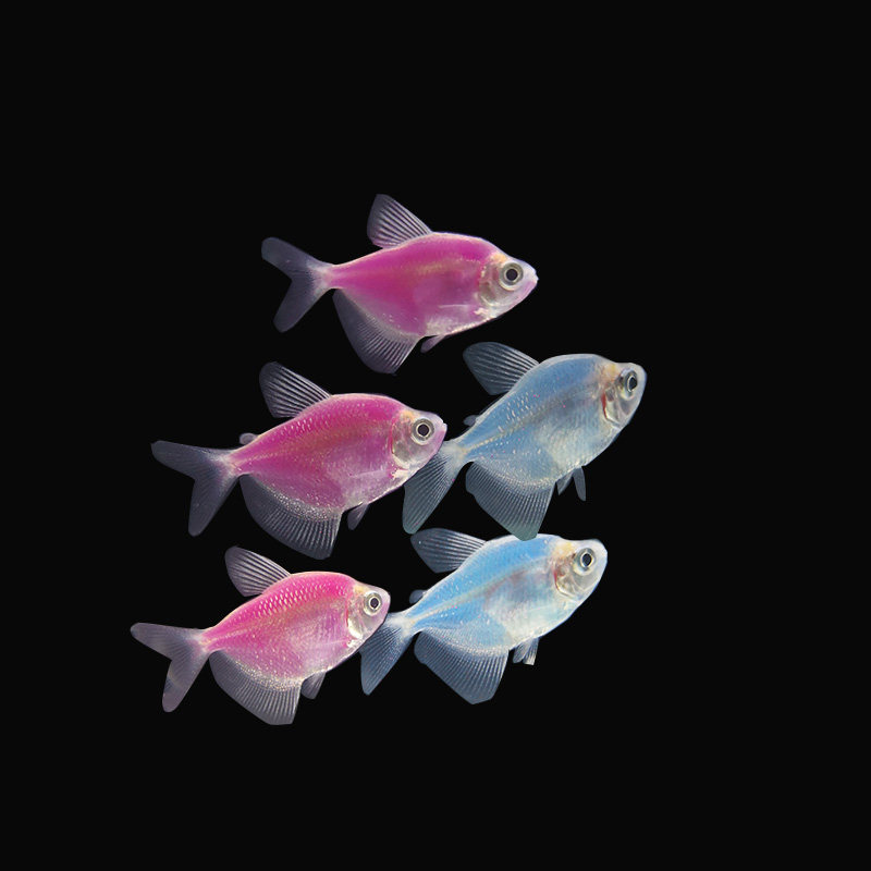 天使鱼柠檬黄金紫艳蓝莓苹果绿小型热带鱼观赏鱼淡水鱼活体宠物鱼