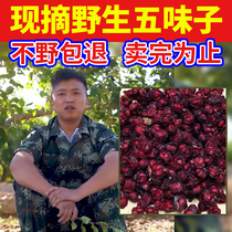 Military Deep Mountain Pure Wild North Shisandra 500g Chinese herbal medicine Five taste fruit wine powder fresh northeast Changbai Mountain