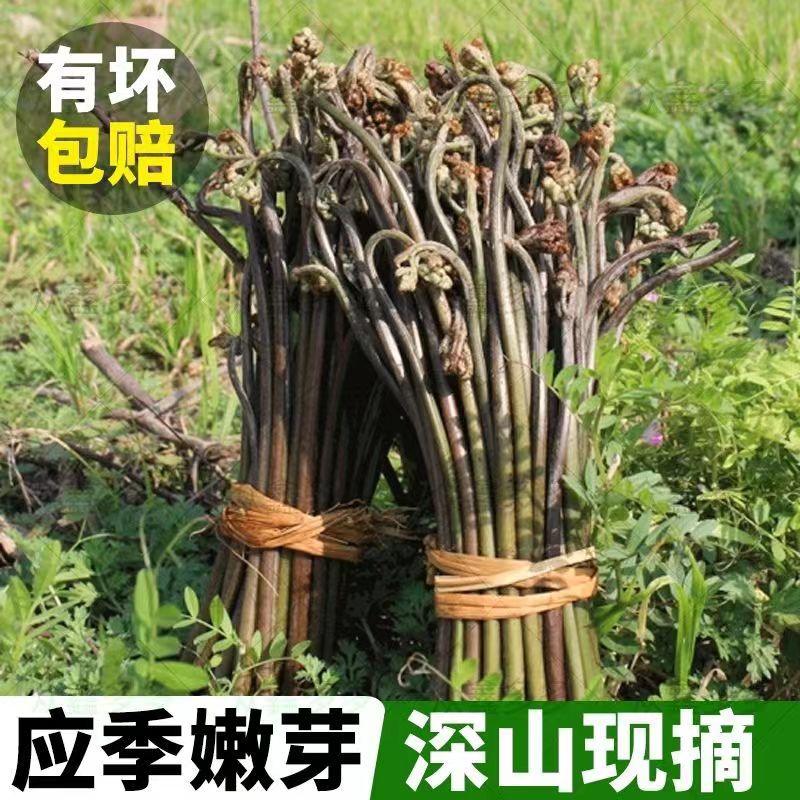 湖南蕨菜新鲜野生蕨菜野菜下饭菜当季现摘现发龙抓菜蕨苔甜蕨农家 - 图1