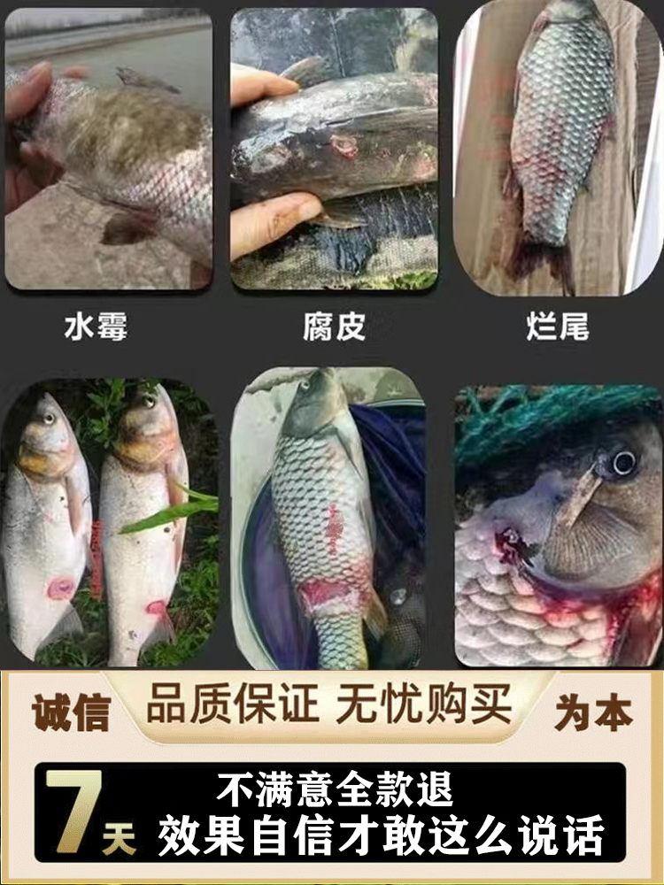 一次好】治鱼病的药鱼塘鱼烂身烂尾炸鳞白点病杀菌水霉病专用鱼药 - 图1