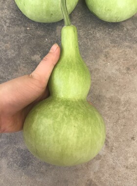 新鲜葫芦娃农家自种酒葫芦瓜