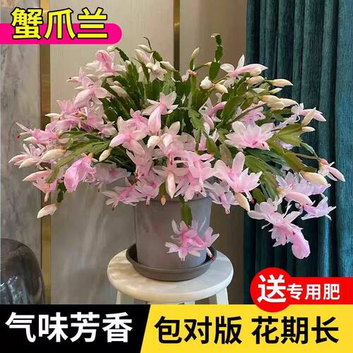 【原盆原土】带花苞多色重瓣蟹爪兰盆栽花卉阳台室内绿植年宵花卉 - 图3