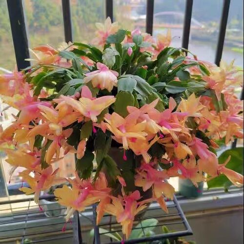 【原盆原土】带花苞多色重瓣蟹爪兰盆栽花卉阳台室内绿植年宵花卉 - 图0
