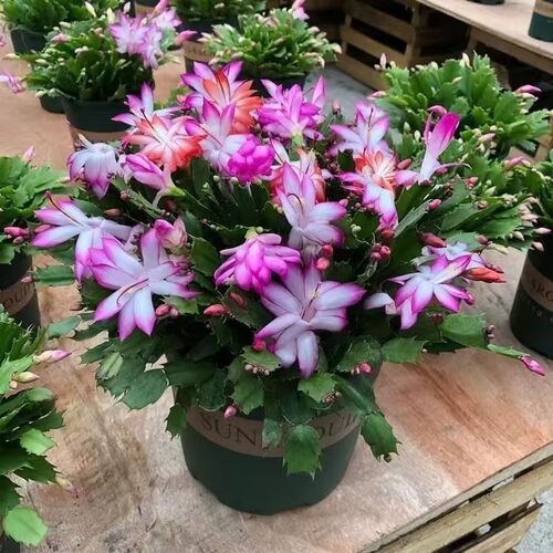 重瓣蟹爪兰盆栽带花苞多色花卉室内阳台好养懒人植物嫁接新品 - 图2