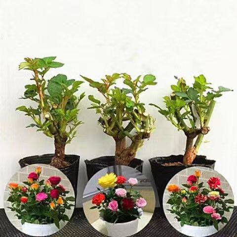 玫瑰老根盆栽四季花浓香型花卉阳台耐寒绿植庭院耐寒耐热带花苞 - 图0