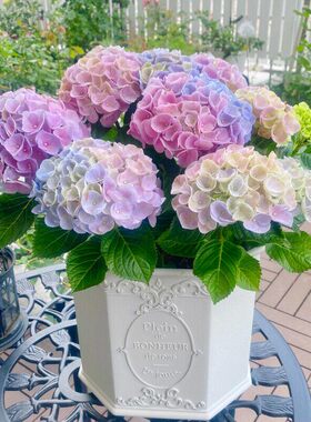高级感3D绣球花彷真花餐