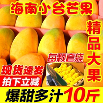 Hainan Xiaotai Mountain Fresh 10 catty of small mango fresh fruit whole box should season pregnant woman fruit small Tatai farm mango big fruit sweets
