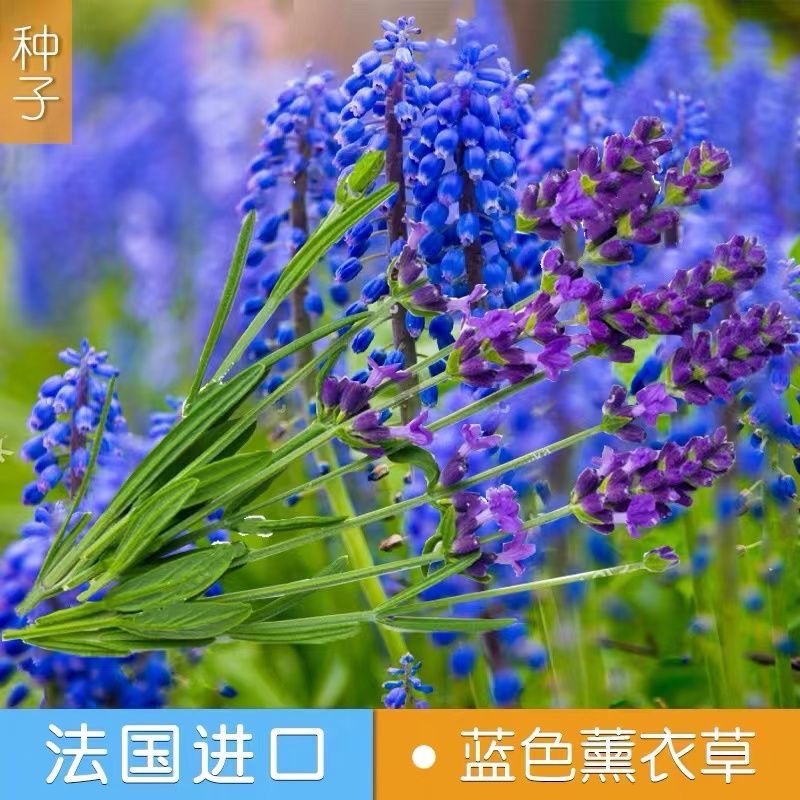 薰衣草种子普罗旺斯薰衣草花种四季易种驱蚊香草盆栽庭院花海种子-图2