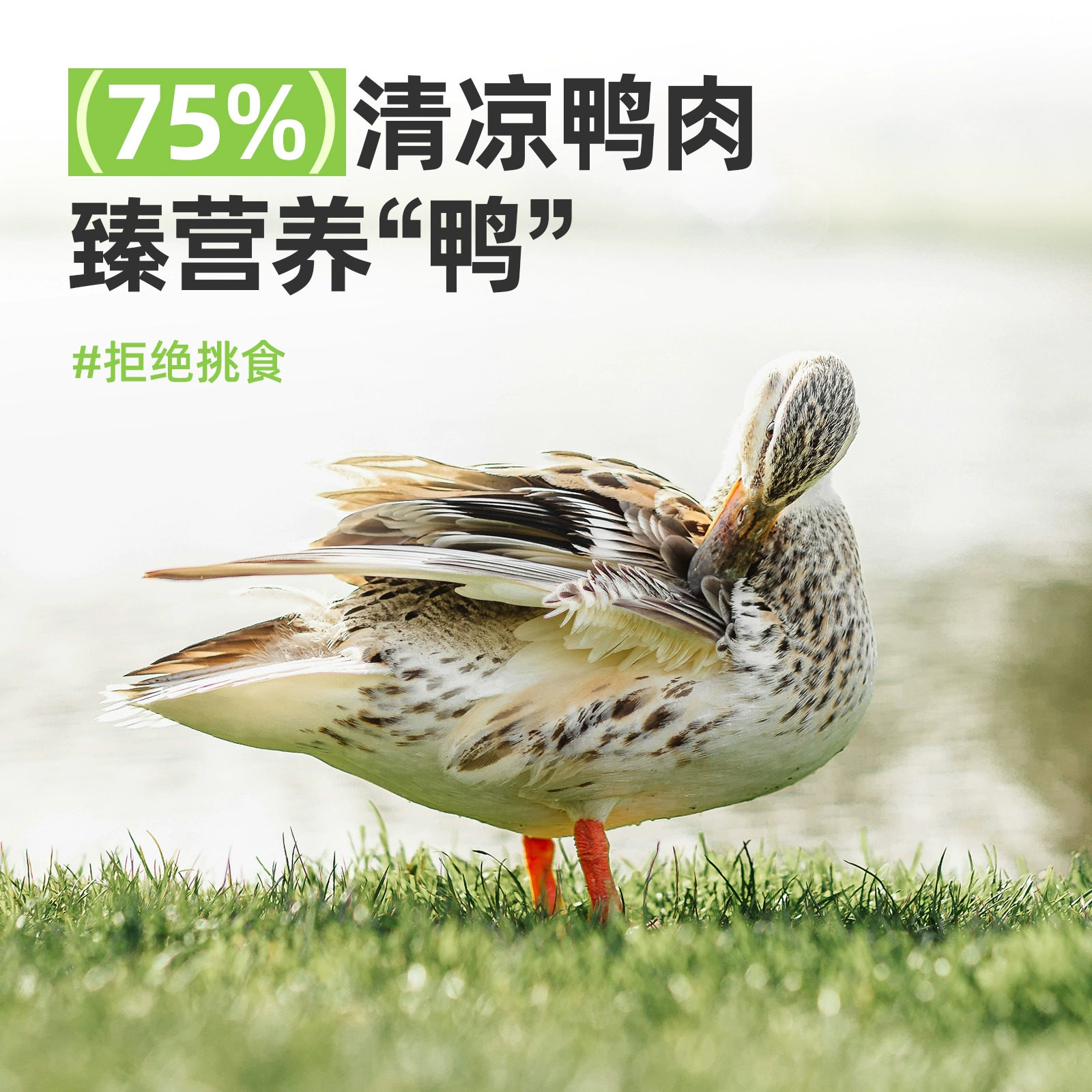 鲜粮说清松鸭肉松降火狗狗拌饭成幼犬比熊主粮伴侣宠物挑食克星,淘宝优惠券,粉丝福利购,淘宝优惠卷