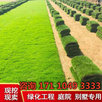 Greens real grass lawn with soil Fruit Ridge Grass grass 4 seasons green villa with cold and soil patio greenery Manila Lawn