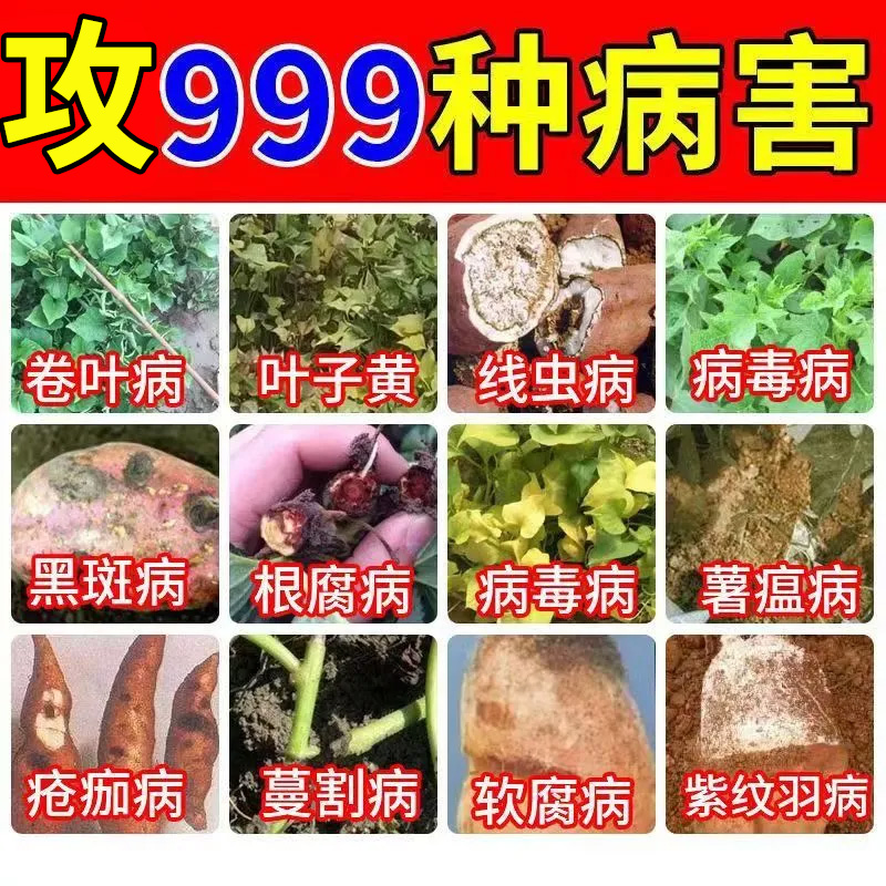 红薯黑斑病专用肥料黑条纹叶子黄薯瘟疮痂软腐病菌清增质增产增收 - 图1