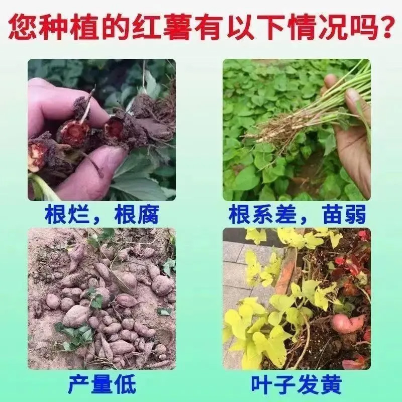 红薯黑斑病专用肥料黑条纹叶子黄薯瘟疮痂软腐病菌清增质增产增收 - 图0