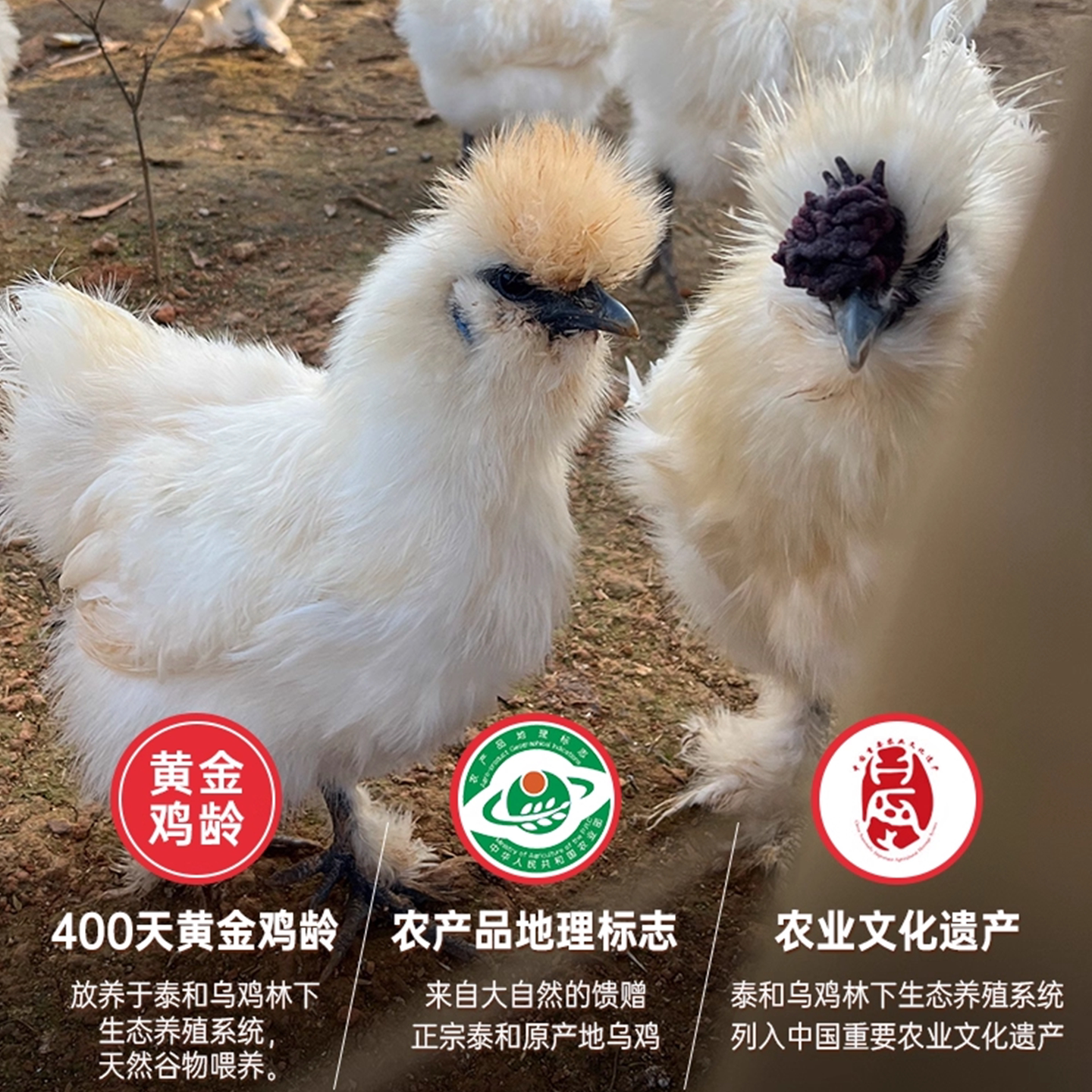 泰和乌鸡新鲜现杀正宗原种乌骨鸡农家散养江西原产地土鸡白凤乌鸡-特色谷特产网
