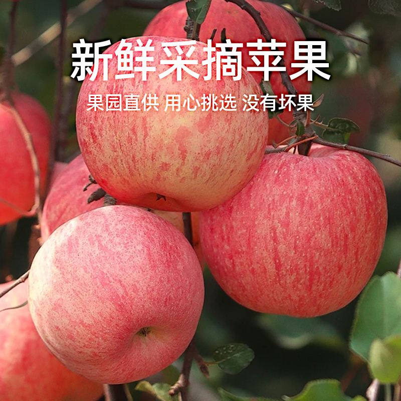 【烈儿宝贝直播间】山东烟台红富士苹果4.5斤苹果新鲜水果整箱a-图3