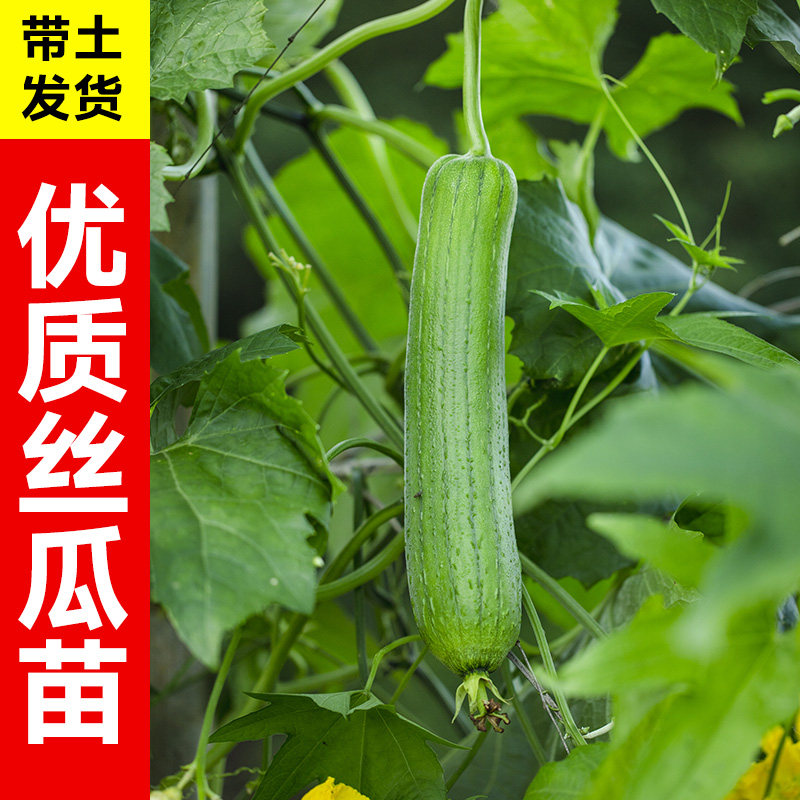 肉丝瓜苗带土嫁接大号四季蔬菜种子寿光高产本地老品种长水瓜秧苗,淘宝优惠券,粉丝福利购,淘宝优惠卷