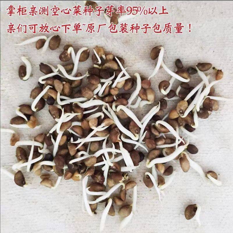 四季柳叶空心种子小叶脆嫩绿色长杆盆栽大田庭院水培蔬菜种子大全,淘宝优惠券,粉丝福利购,淘宝优惠卷