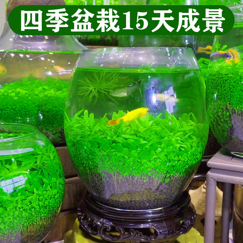 生态瓶免打理diy微景观玻璃鱼缸小型水培水草种子自循环治愈造景,淘宝优惠券,粉丝福利购,淘宝优惠卷
