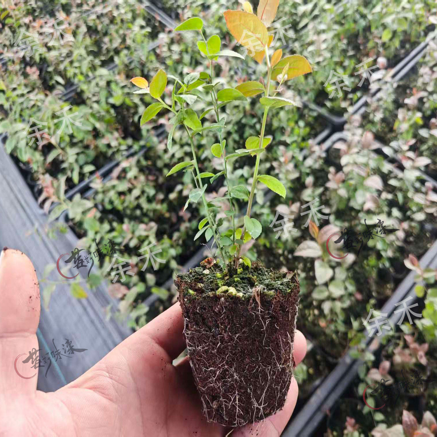 蓝莓脱毒组培苔藓苗蓝莓树果苗南高丛北高从盆栽地栽阳台小苗种植,淘宝优惠券,粉丝福利购,淘宝优惠卷