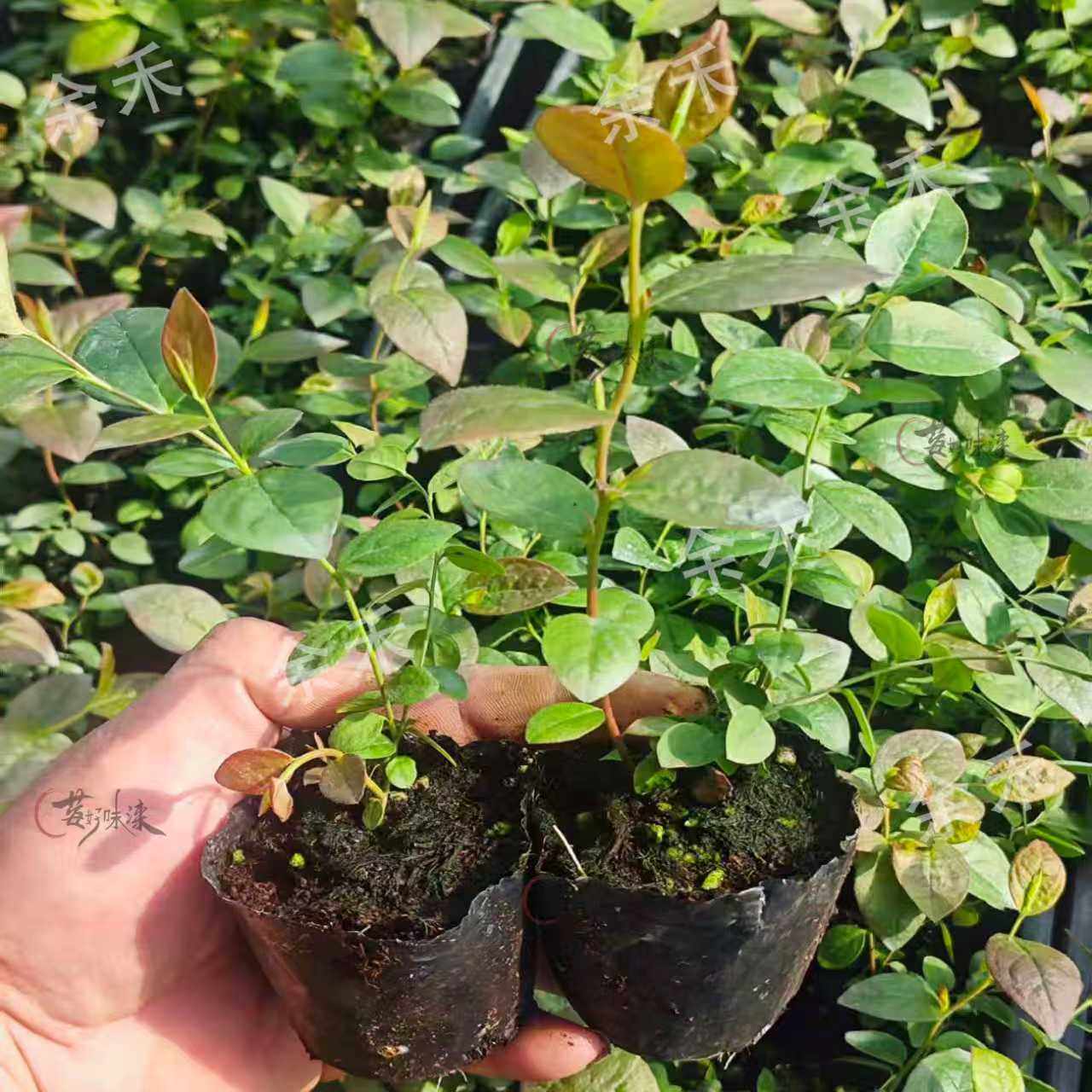 蓝莓脱毒组培苔藓苗蓝莓树果苗南高丛北高从盆栽地栽阳台小苗种植,淘宝优惠券,粉丝福利购,淘宝优惠卷