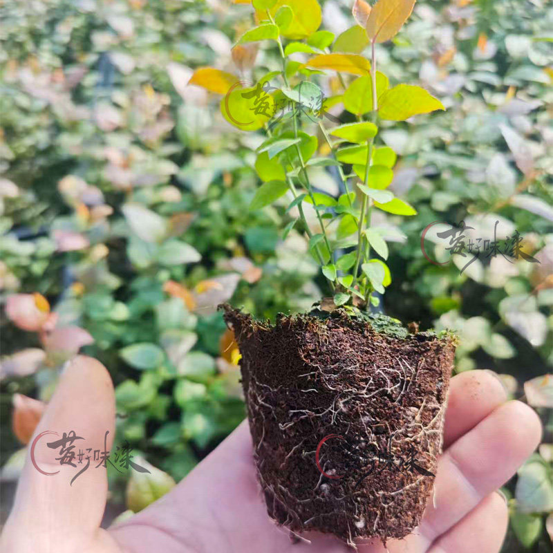 蓝莓脱毒组培苔藓苗蓝莓树果苗南高丛北高从盆栽地栽阳台小苗种植,淘宝优惠券,粉丝福利购,淘宝优惠卷