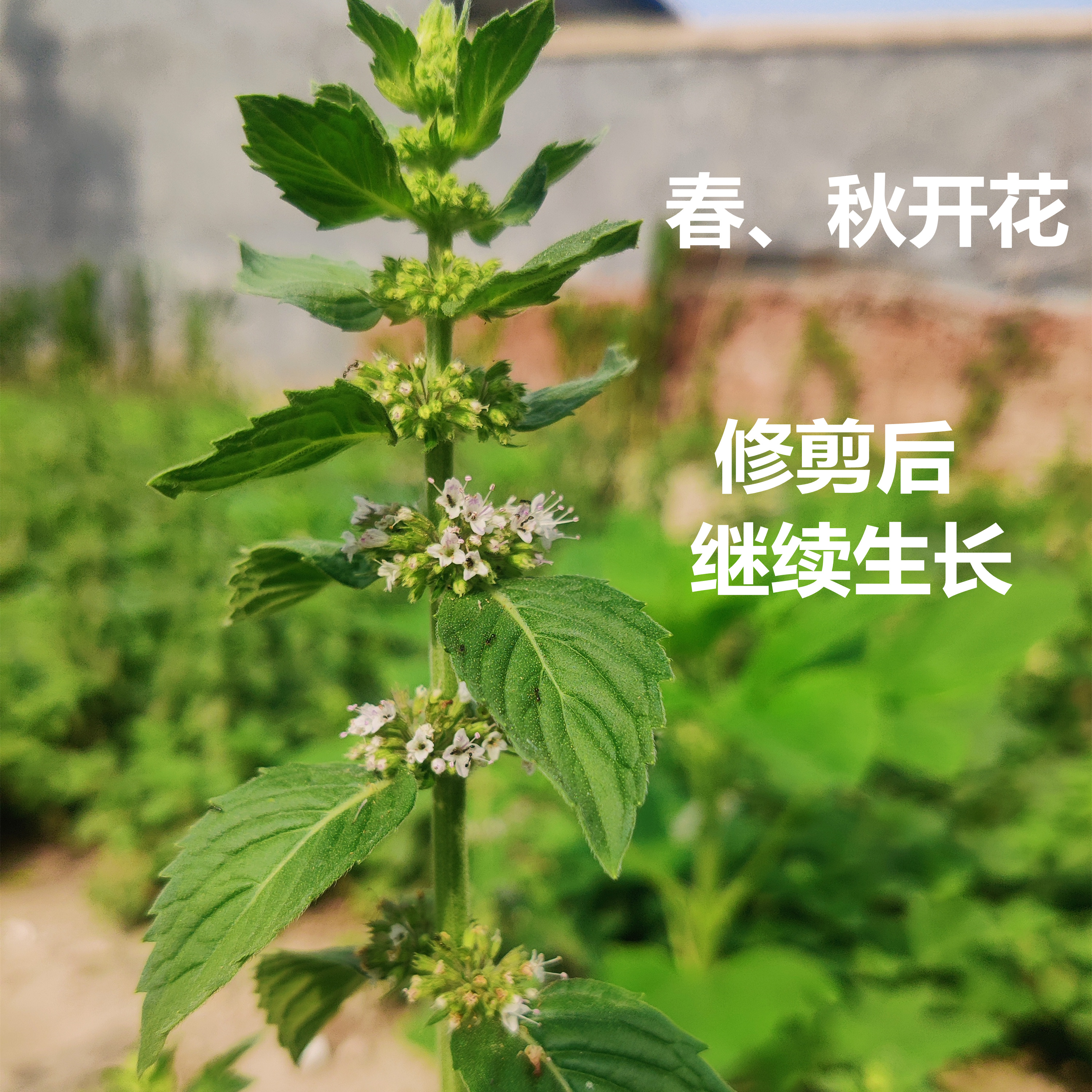 清凉土薄荷不带盆可食用带根泡茶调酒净化空气驱蚊盆栽水土培好养 - 图1