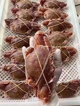 East Mountain Island Wild Seafood Shuttle Crab Fresh Crab Live Frozen Large Meat Crab Can Be Steamed Live Frozen Crab