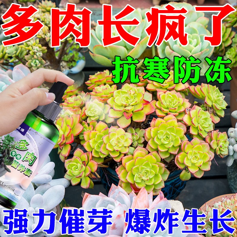 优芽素多肉专用营养液促生长催芽多头侧芽花卉植物发芽矮胖素肥料 - 图1