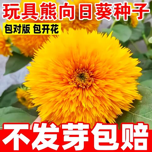 重瓣玩具熊向日葵种孑泰迪种子观赏矮苗花种阳台庭院盆栽葵花籽种 - 图2