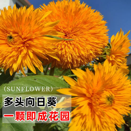 重瓣玩具熊向日葵种孑泰迪种子观赏矮苗花种阳台庭院盆栽葵花籽种 - 图1