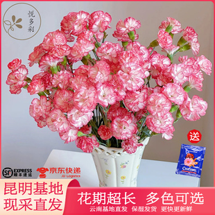 10朵康乃馨鲜花云南基地顺丰直发