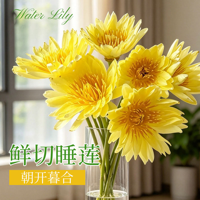 悦多彩AB级精选昆明基地优质睡莲荷花莲蓬姜荷花家居水培鲜花速递