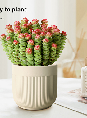 粉钱串多肉植物吸甲醛耐旱好养