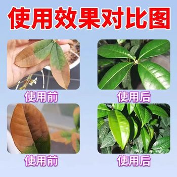 ໃບ Osmanthus blight, ໃບສີເຫຼືອງ, ປາຍໃບ scorched, ໃບແຫ້ງ, ຂຸມແມງໄມ້, ຈຸດໃບ, ໃບຫຼຸດລົງ, ຝຸ່ນພິເສດສໍາລັບຕົ້ນ osmanthus, ການແກ້ໄຂທາດອາຫານ