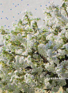 仿真白色樱花树婚庆摄影基地装饰园林造景花树加密假花枝仿真花树