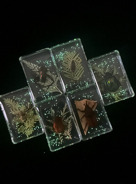 真昆虫绿植书镇标本夜光书镇创意摆件儿童教具真黄蝎子金龟子甲虫