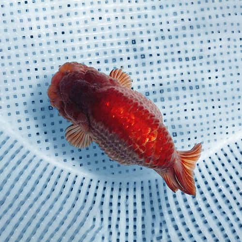 兰寿金鱼波妞熊猫幼苗小苗观赏鱼热带精品奶牛潘氏冷水特级黑色FF - 图2