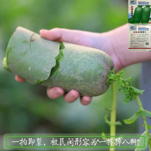冰糖水果萝卜种子生吃脆甜农家蔬菜种四季播种阳台盆栽绿萝卜种籽 - 图1