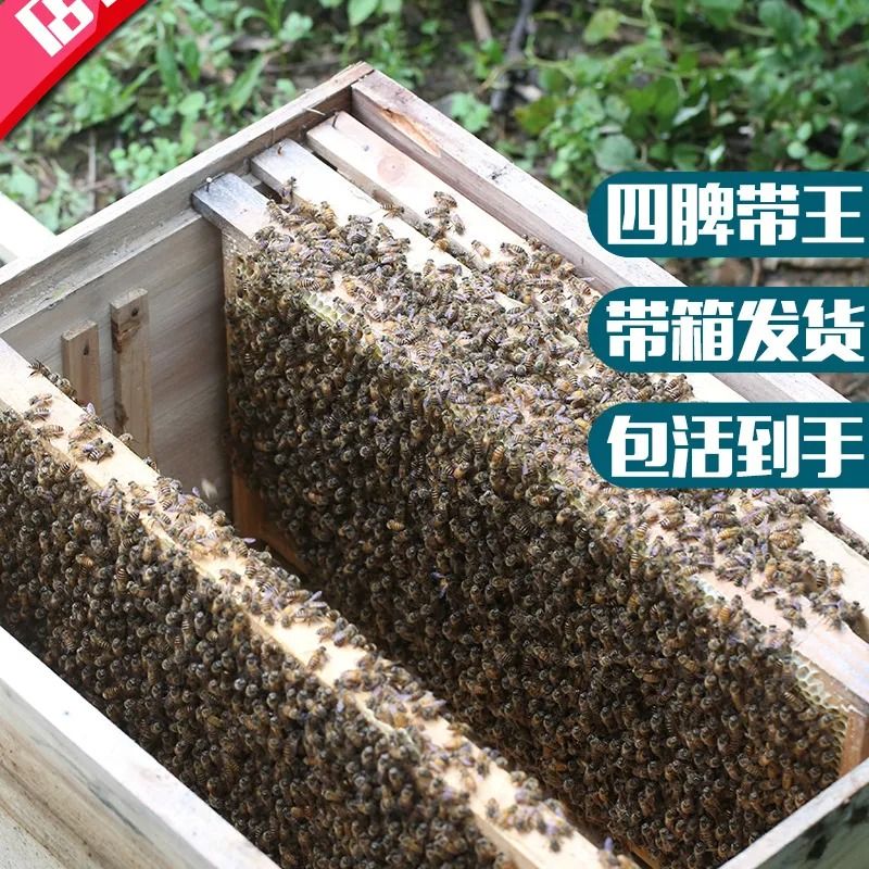 中锋蜜蜂蜂群蜂巢带子阿坝带箱中蜂蜂群中华土蜂蜂箱养蜂全套发货 - 图1