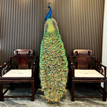 Blue White Peacock Specimen Full Real Feather Floor Swing room Hotel Decorative Home Crafts Boutique Opening Gifts