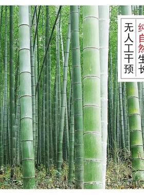 毛竹筒子绿色楠竹筒炮空心竹杆幼儿园diy手工道具定制原竹片竹条
