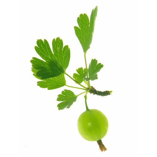 醋栗灯笼果苗可食用浆果易种易活四季种植室内外盆栽果树带土耐寒 - 图3