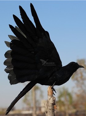 仿真羽毛展翅黑乌鸦橱窗装饰园林家居摆件摄影道具教学道具乌鸦